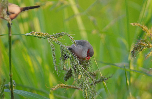 WELLENASTRILD, COMMON WAXBILL, ESTRILDA ASTRILD