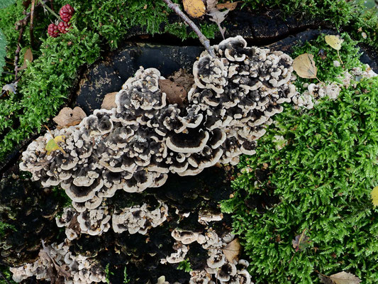 Schmetterlings-Tramete - Trametes versicolor