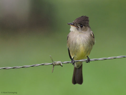 SÜDLICHER WALDSCHNÄPPERTYRANN, TROPICAL PEWEE, CONTOPUS CINEREUS
