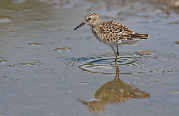 WIESENSTRANDLÄUFER, LEAST SANDPIPER, CALIDRIS MINUTILLA