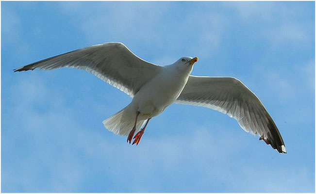 SILBERMÖWE, HERRING GULL, LARUS ARGENTATUS