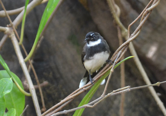 MALAIENFÄCHERSCHWANZ, PIED FANTAIL, RHIPIDURA JAVANICA