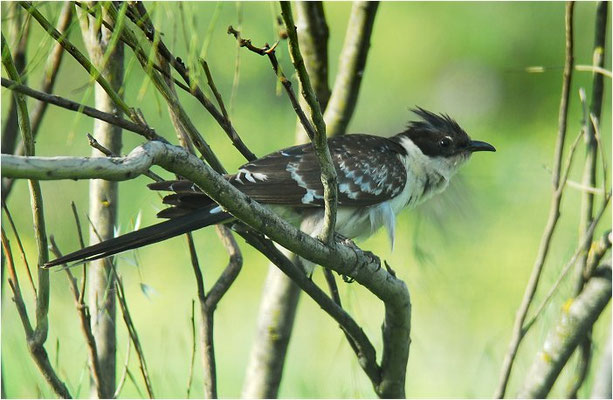 HÄHERKUCKUCK, GREAT SPOTTED CUCKOO, CLAMATOR GLANDARIUS