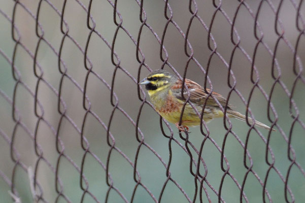 ZAUNAMMER, CIRL BUNTING, EMBERIZA CIRLUS