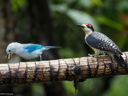 SCHLÄFENFLECKSPECHT, BLACK-CHEEKED WOODPECKER - MELANERPES PUCHERANI