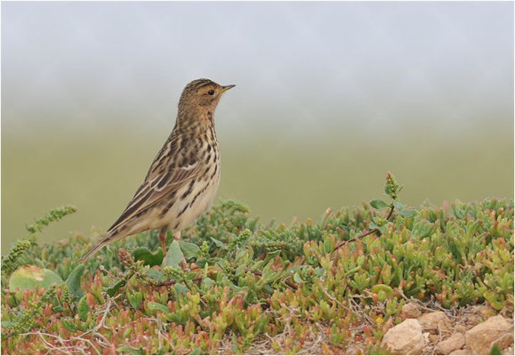 ROTKEHLPIEPER, RED-THROATED PIPIT, ANTHUS CERVINUS
