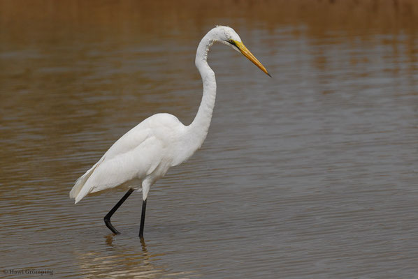 SILBERREIHER, GREAT EGRET, EGRETTA ALBA