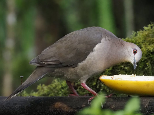 WEISSSTIRNTAUBE, WHITE-TIPPED DOVE - LEPTOTILA VERREAUXI