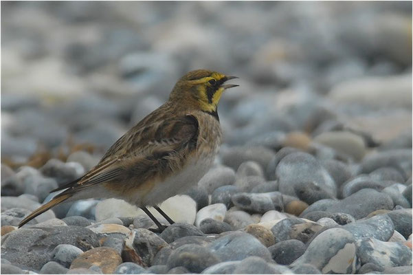 OHRENLERCHE, SHORE LARK (HORNED LARK), EREMOPHILA ALPESTRIS