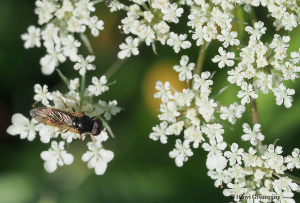 KLEINE ERZSCHWEBFLIEGE, CHEIILOSIA PAGANA
