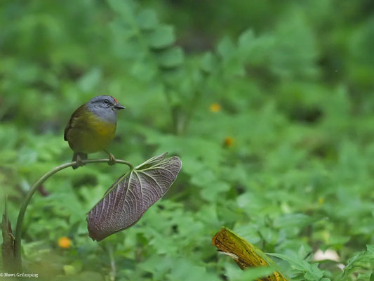 GOLDSCHEITELWALDSÄNGER, RUSSET-CROWNED WARBLER - MYIOTHLYPIS CORONATA