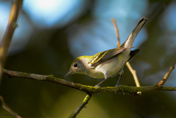 GELBSCHEITELWALDSÄNGER, CHESTNUT-SIDED WARBLER, DENDROICA PENSYLVANICA