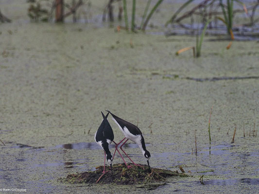 AMERIKANISCHER STELZENLÄUFER, BLACK-NECKED STILT - HIMANTOPUS MEXICANUS