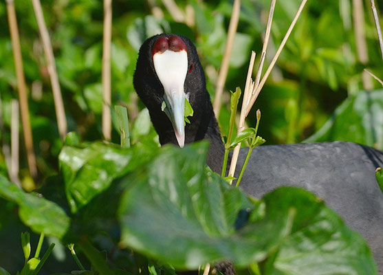 KAMMBLÄSSRALLE, RED-KNOBBED COOT, FULICA CRISTATA