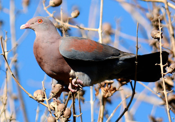 ROTSCHNABELTAUBE, RED-BILLED PIGEON, PATAGIOENAS FLAVIROSTRIS