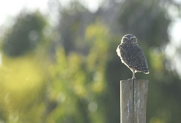 KANINCHENKAUZ, BURROWING OWL, ATHENE CUNICULARIA