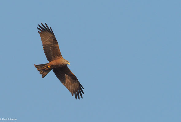 SCHWARZMILAN, BLACK KITE, MILVUS MIGRANS