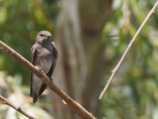 Braunkehluferschwalbe, Brown-throated Martin - Riparia paludicola