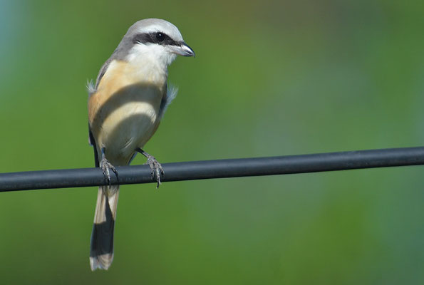 BRAUNWÜRGER, BROWN SHRIKE, LANIUS CRISTATUS 