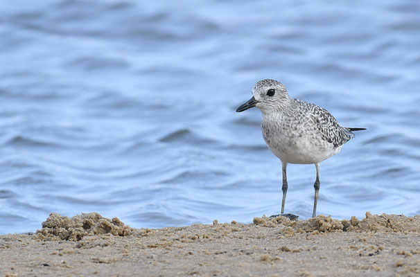 KIEBITZREGENPFEIFER, BLACK-BELLIED PLOVER, PLUVIALIS SQUATAROLA