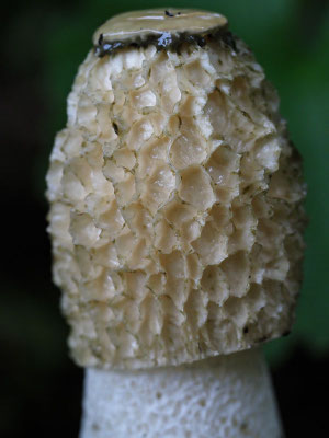 Stinkmorchel, Phallus impudicus