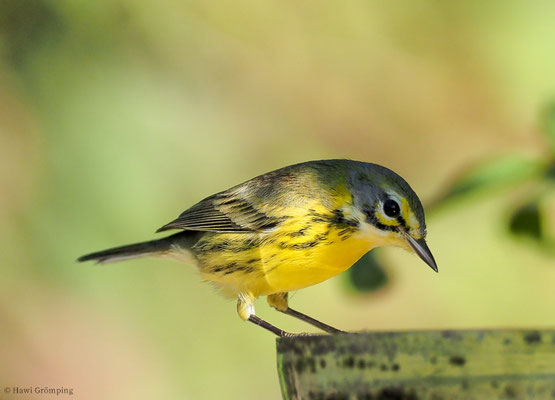 ROSTSCHEITEL-WALDSÄNGER, PRAIRIE WARBLER, DENDROICA DISCOLOR