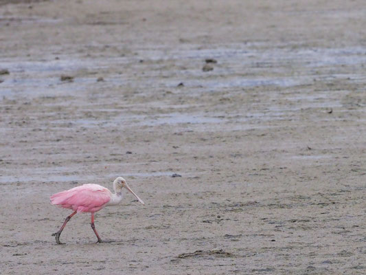 Rosalöffler, Roseate Spoonbill - Platalea ajaja