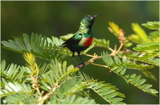 ELFENNEKTARVOGEL, BEAUTIFUL SUNBIRD, NECTARINIA PULCHELLA