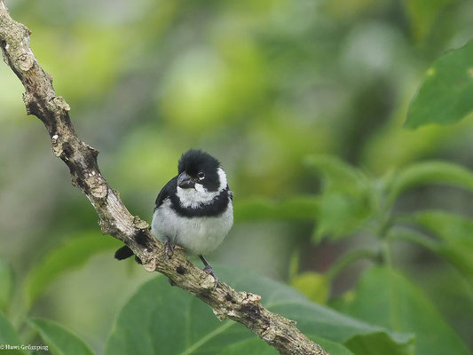 MOHRENPFÄFFCHEN, VARIABLE SEEDEATER - SPOROPHILA CORVINA