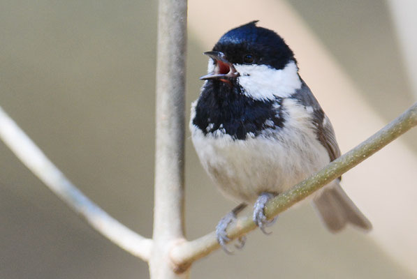 TANNENMEISE, COAL TIT, PERIPARUS ATER