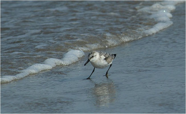 SANDERLING, SANDERLING, CALIDRIS ALBA