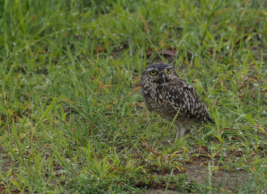 KANINCHENEULE, BURROWING OWL - ATHENE CUNICULARIA