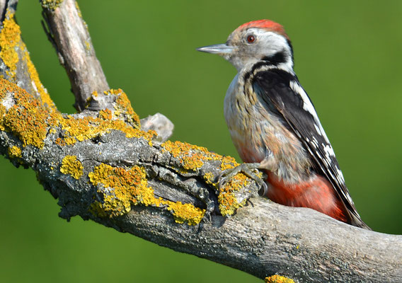 MITTELSPECHT, MIDDLE-SPOTTED WOODPECKER
