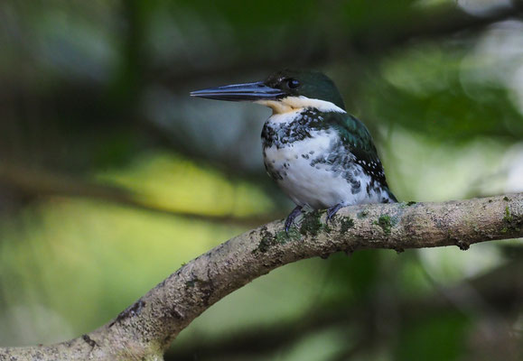 GRÜNFISCHER, GREEN KINGFISHER, CHLOROCERYLE AMERICANA