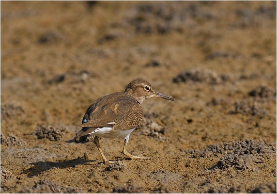 FLUSSUFERLÄUFER, COMMON SANDPIPER, ACTITIS HYPOLEUCOS