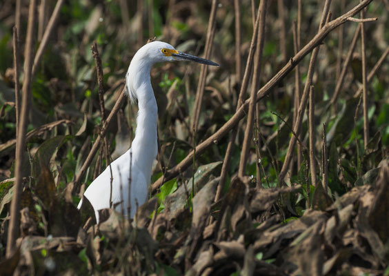 SCHMUCKREIHER, SNOWY EGRET, EGRETTA THULA