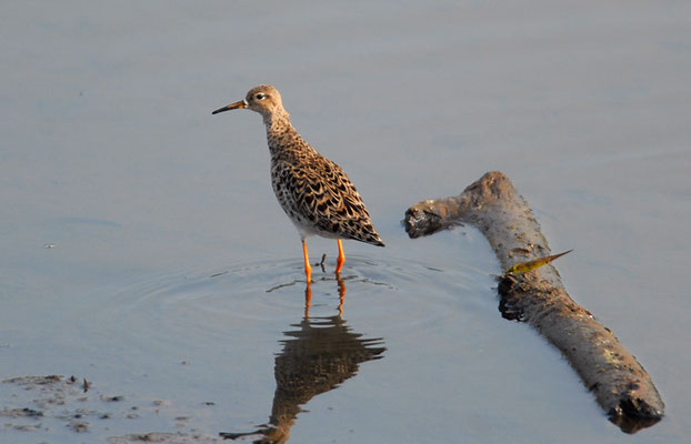 KAMPFLÄUFER, RUFF, PHILOMACHUS PUGNAX