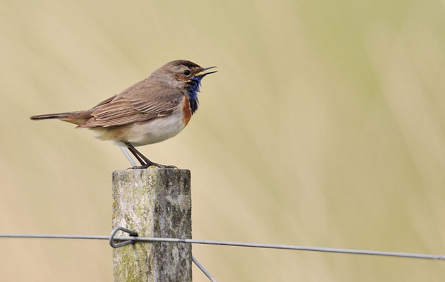 BLAUKEHLCHEN, BLUETHROAT, LUSCINIA SVECICA
