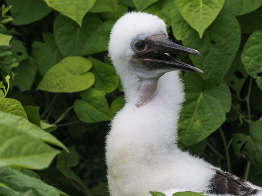 BLAUFUSSTÖLPEL, BLUE-FOOTED BOOBY - SULA NEBOUXII