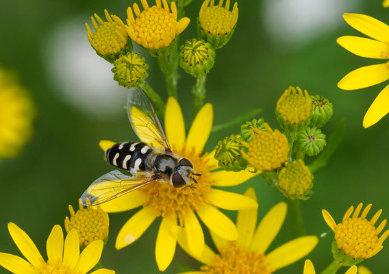 SPÄTE GROSSSTIRNSCHWEBFLIEGE, SCAEVA PYRASTRI