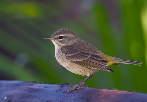 PALMENWALDSÄNGER, PALM WARBLER, SETOPHAGA PALMARUM