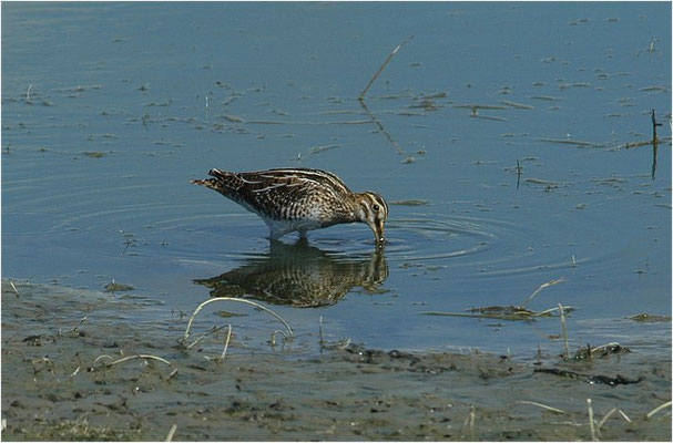 BEKASSINE, COMMON SNIPE, GALLINAGO GALLINAGO