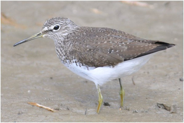 BRUCHWASSERLÄUFER, WOOD SANDPIPER, TRINGA GLAREOLA