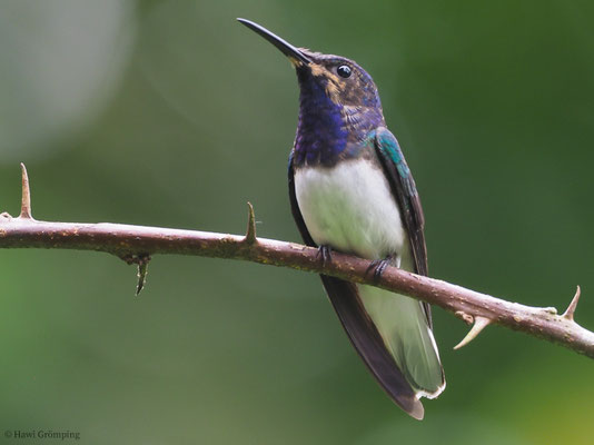 WEISSNACKENKOLIBRI, WHITE-NECKED JACOBIN, FLORISUGA MELLIVORA