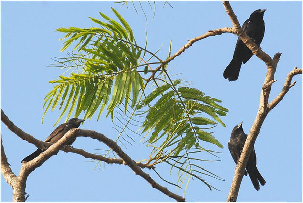 ALEKTOWEBER, WHITE-BILLED BUFFALO-WEAVER, BUBALORNIS ALBIROSTRIS