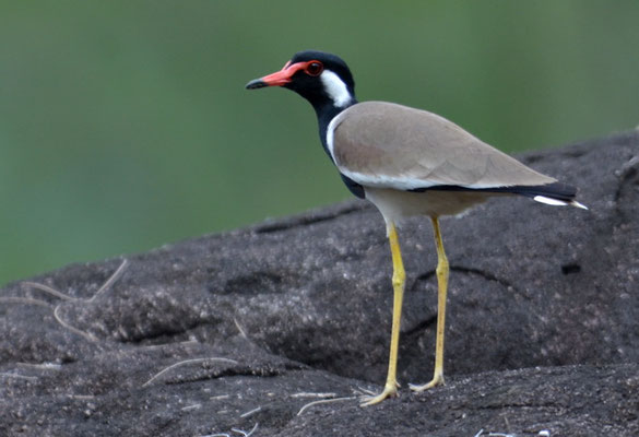 ROTLAPPENKIEBITZ, RED-WATTLED LAPWING, VANELLUS INDICUS