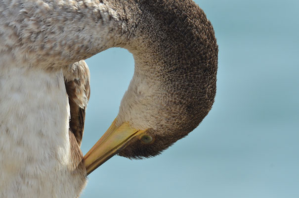 KRÄHENSCHARBE, SHAG, PHALACROCORAX ARISTOTELIS