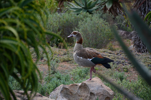 NILGANS, EGYPTIAN GOOSE. ALOPOCHEN AEGYPTIACA