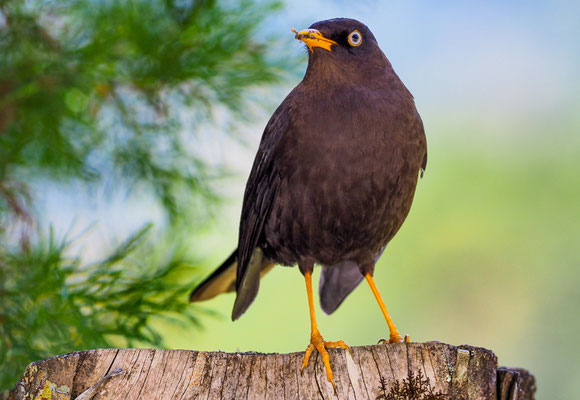 RUSSDROSSEL, SLATY ROBIN, TURDUS NIGRESCENS