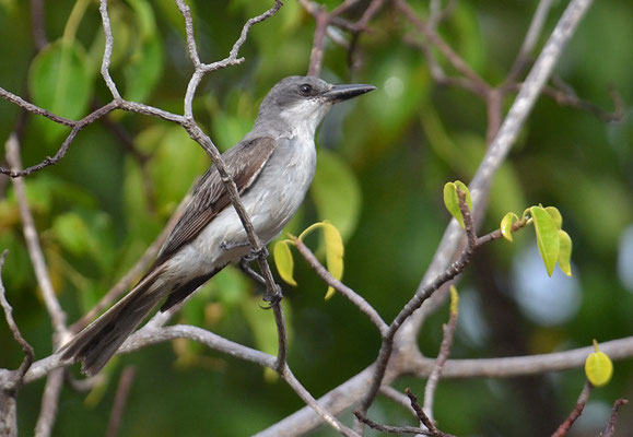 GRAUTYRANN, GREY KINGBIRD, TYRANNUS DOMINICENSIS